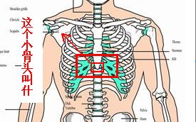 请问人的胸口正中间的那一块小骨头叫什么 小孩的越长越突,求解答 谢谢 附图 