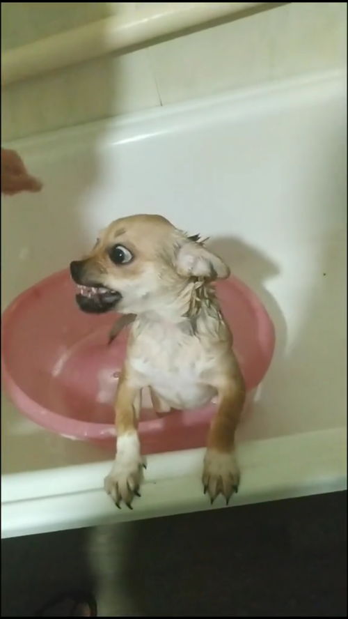 家里的小狗不愿意洗澡,很凶的要咬人,怎么办 