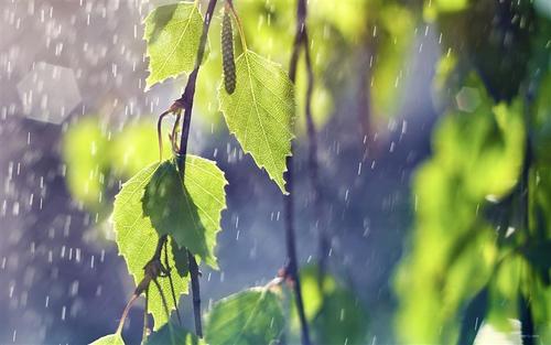 初夏的第一场雨