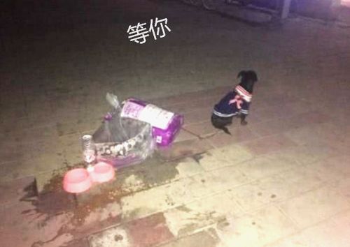 被主人抛弃,小狗蹲守原地直到深夜,看向远处的背影令人动容