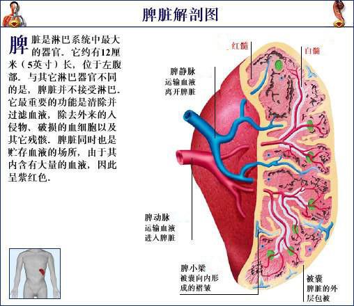 想去湿 先健脾 沁元茶和怡清茶可以用吗