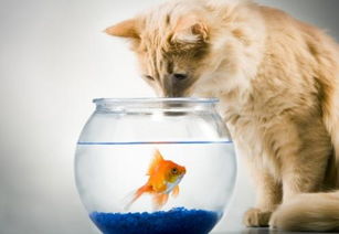 猫为何爱吃鱼 不吃鱼后果很严重