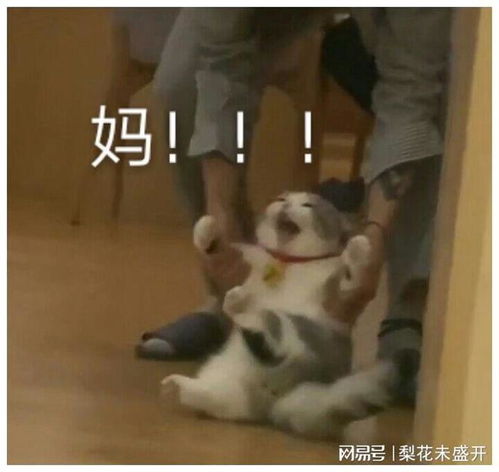 表情 猫猫表情包