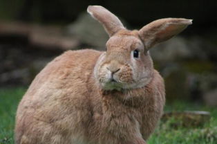 食草动物兔子一年能生几窝 能长多少斤 活多久 养100只的成本利润如何