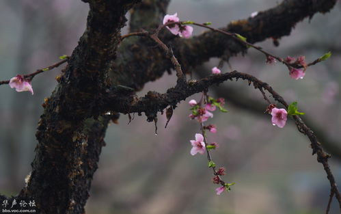 桃李春风又一年 