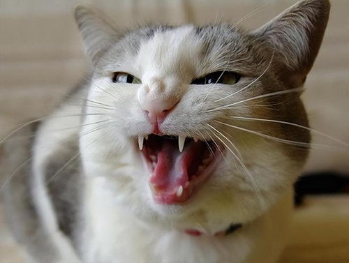 猫咪口臭是什么原因引起的