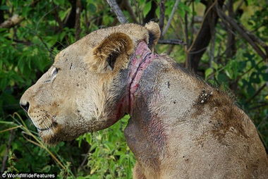 幼年雄狮遭偷猎者勒颈痛苦等死 