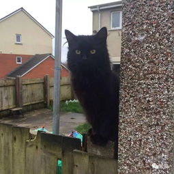 邻居搬家后却将养的黑猫丢了,他过去跟黑猫打个招呼,结果被封为铲屎大将军