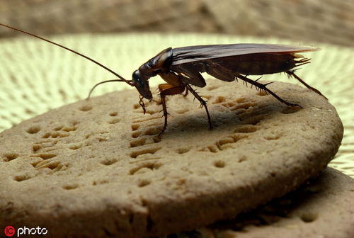 打不死的 小强 研究表明只有杀虫剂几乎不可能杀死蟑螂 