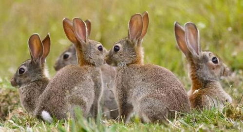 澳大利亚人为什么吃不完野兔 澳洲野兔泛滥数量高达100多亿只