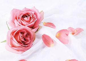 12朵玫瑰花语代表什么意思,12朵玫瑰花的朋友圈