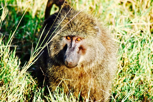 小鸡宝宝考考你,以下哪种动物属于猴科动物 狒狒还是猴面包树