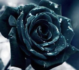 黑玫瑰的花语,黑玫瑰的花语