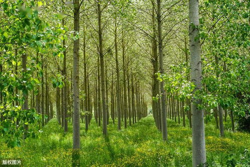 杨树的栽培与管理技术,杨树苗养殖方法