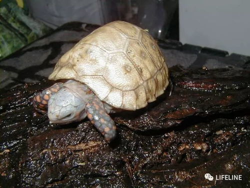 龟友来稿 红腿陆龟的饲养 从入门到繁殖 下