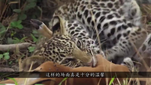 动物之间的亲情,母豹为小豹子捕食,一个十分惬意的午后 