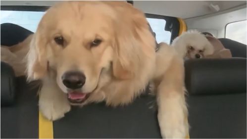 狗子出西藏后醉氧 在车上困到目光涣散 抬不起头的样子过于真实 