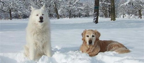 下雪了,你该这样遛狗
