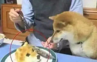 当狗子发现 自己 被端上餐桌时,狗子的表情瞬间入戏