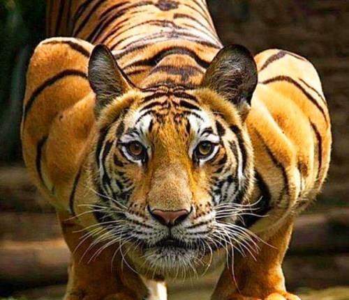 为什么老虎是金黄色的,难道它不需要伪装吗 答案让人哭笑不得