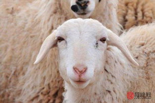 牛与羊属相能结婚吗 属牛和属羊的婚姻