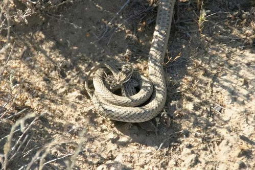 新品种 子弹蛇 ,仅生活在负海拔陆地,逃跑时速最快超过30公里