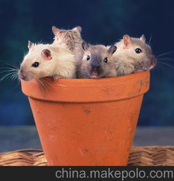 家庭驱老鼠 上海驱鼠公司 植物驱鼠剂