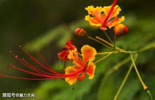 这些生肖的男人,你值得拥有 嫁给他们真的会幸福一辈子