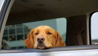 为什么狗狗坐车时喜欢将头伸出窗外 居然还有科学道理