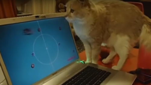 当猫咪看到电脑屏幕上的老鼠,接下来猫咪的反应,让主人哭笑不得 