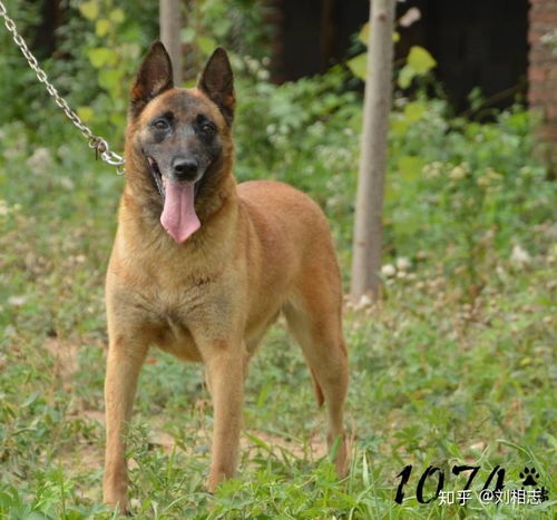 军犬和警犬有什么区别 